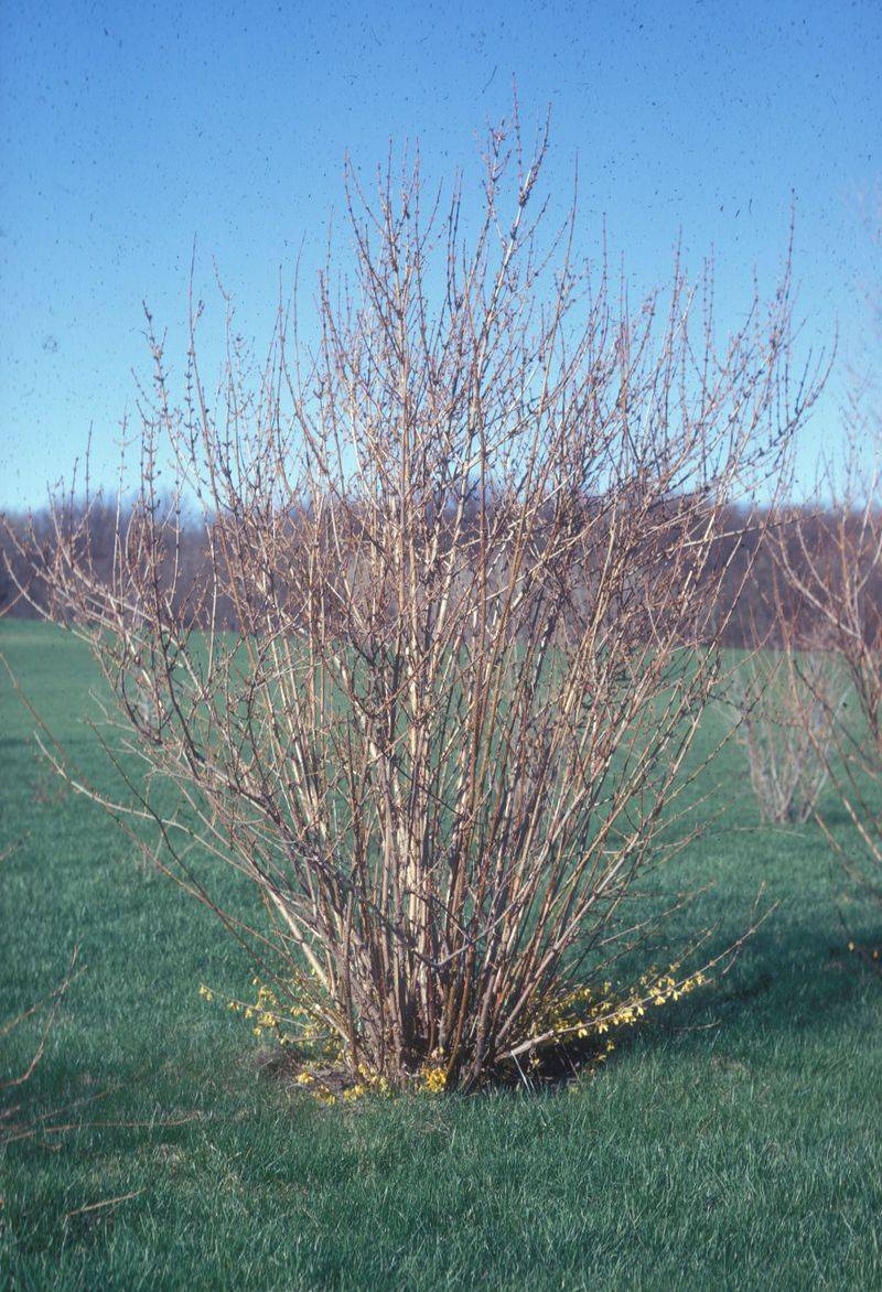 Dormant Pruning Reduces Disease Pressure