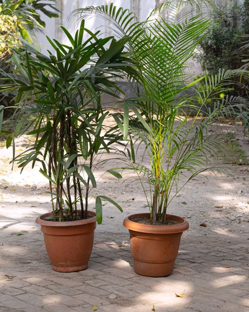 Areca Palm