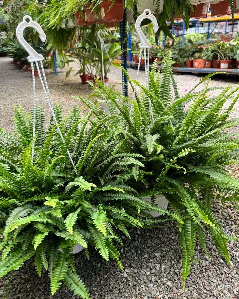 Boston Fern