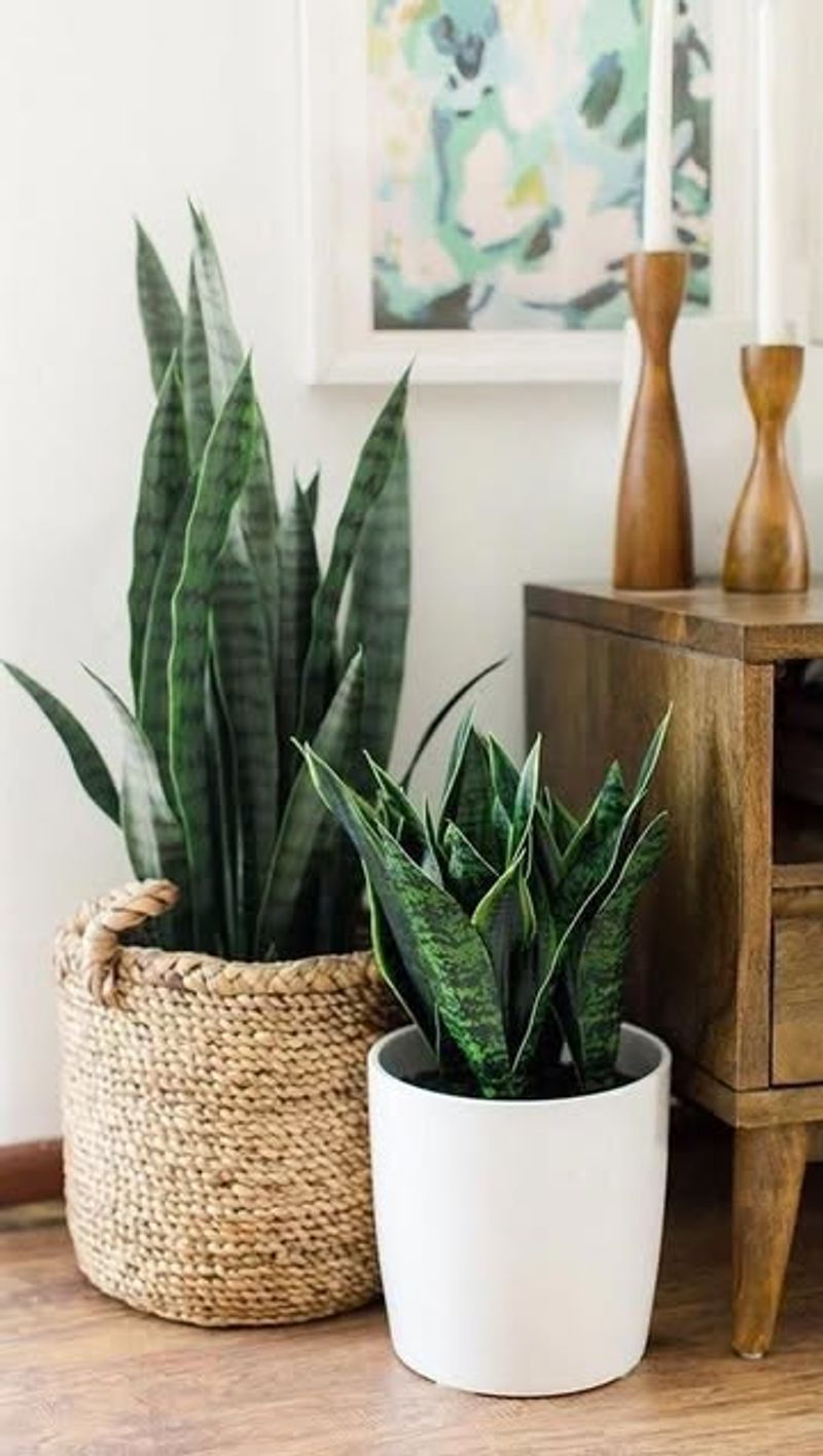 Snake Plant