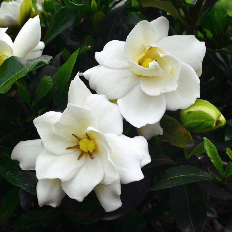 Gardenia