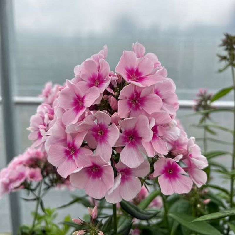 Phlox
