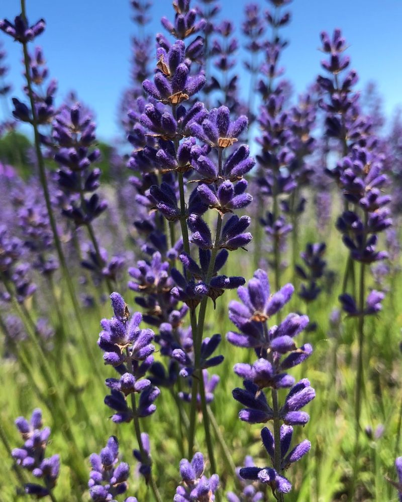 Lavender Requires Minimal Water Once Established