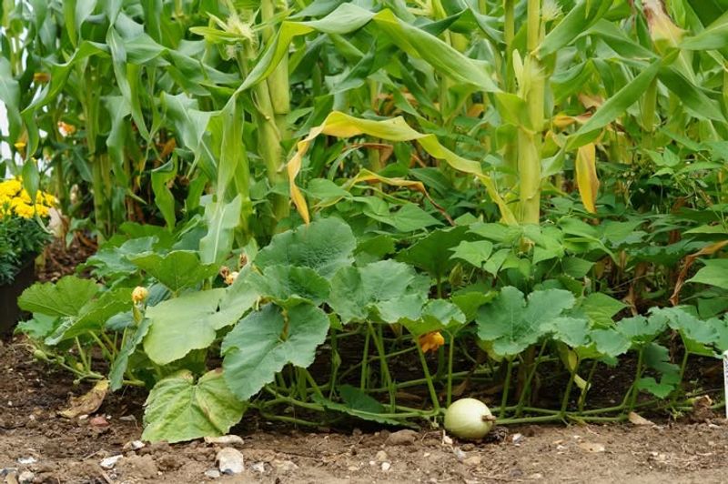 Squash Succeeds With Corn And Bean Partners