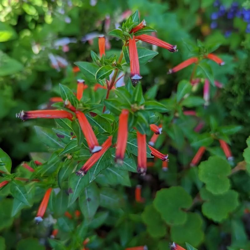 Sunset Celebration Cuphea