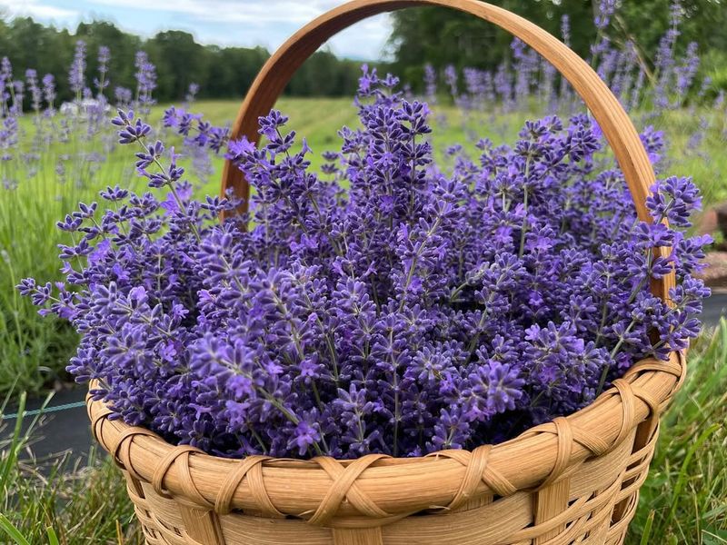 Harvesting Lavender Creates Endless Possibilities