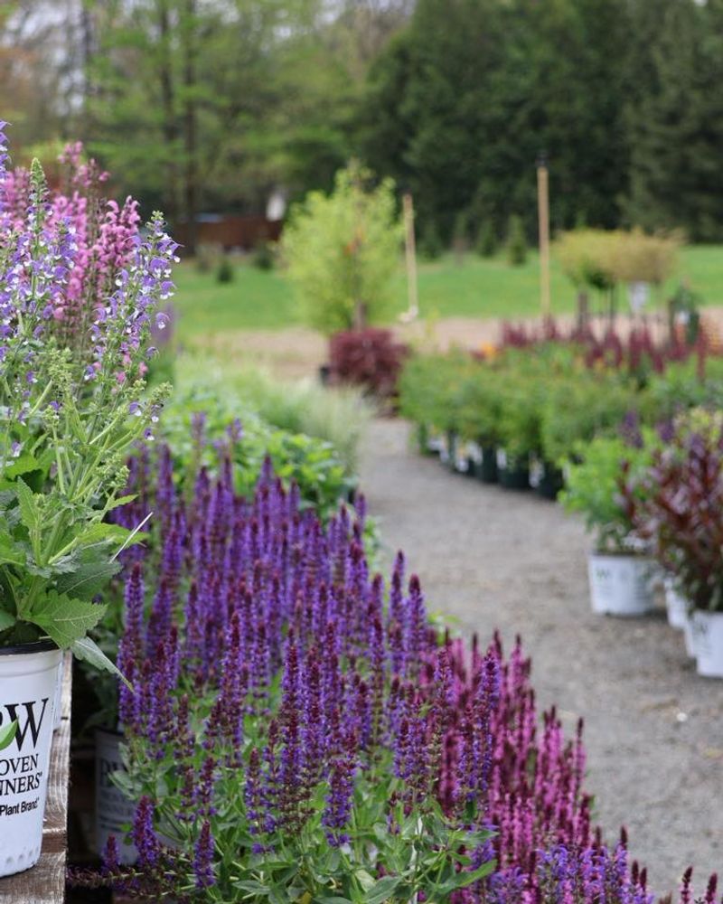 Low-Maintenance Perennial Landscaping