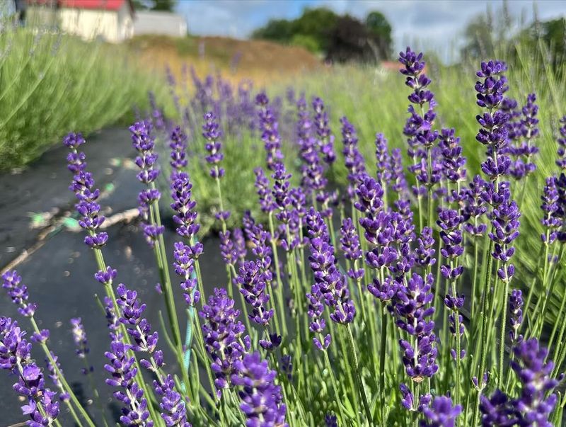 Multiple Lavender Varieties Suit Different Gardens