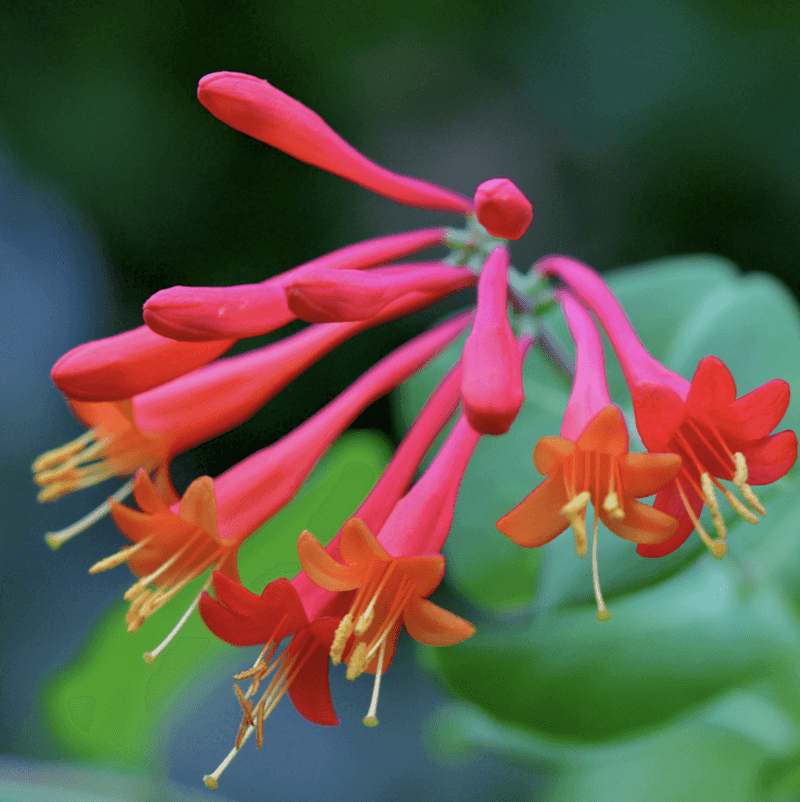 Honeysuckle