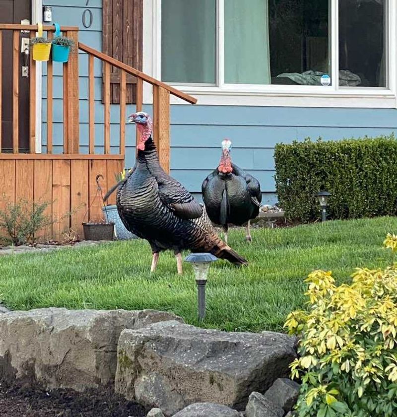 Bird Feeders Attract Turkeys Unintentionally