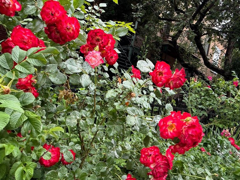 Create Drama with All-Red Blooms