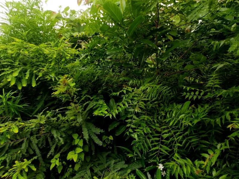 Mulch Heavily Around Trees