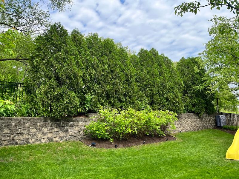 Positioning Evergreens Between Noise Source And Living Spaces