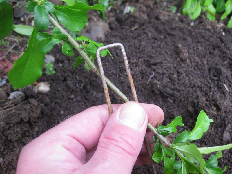 Stem Layering While Still Attached To Parent Plant