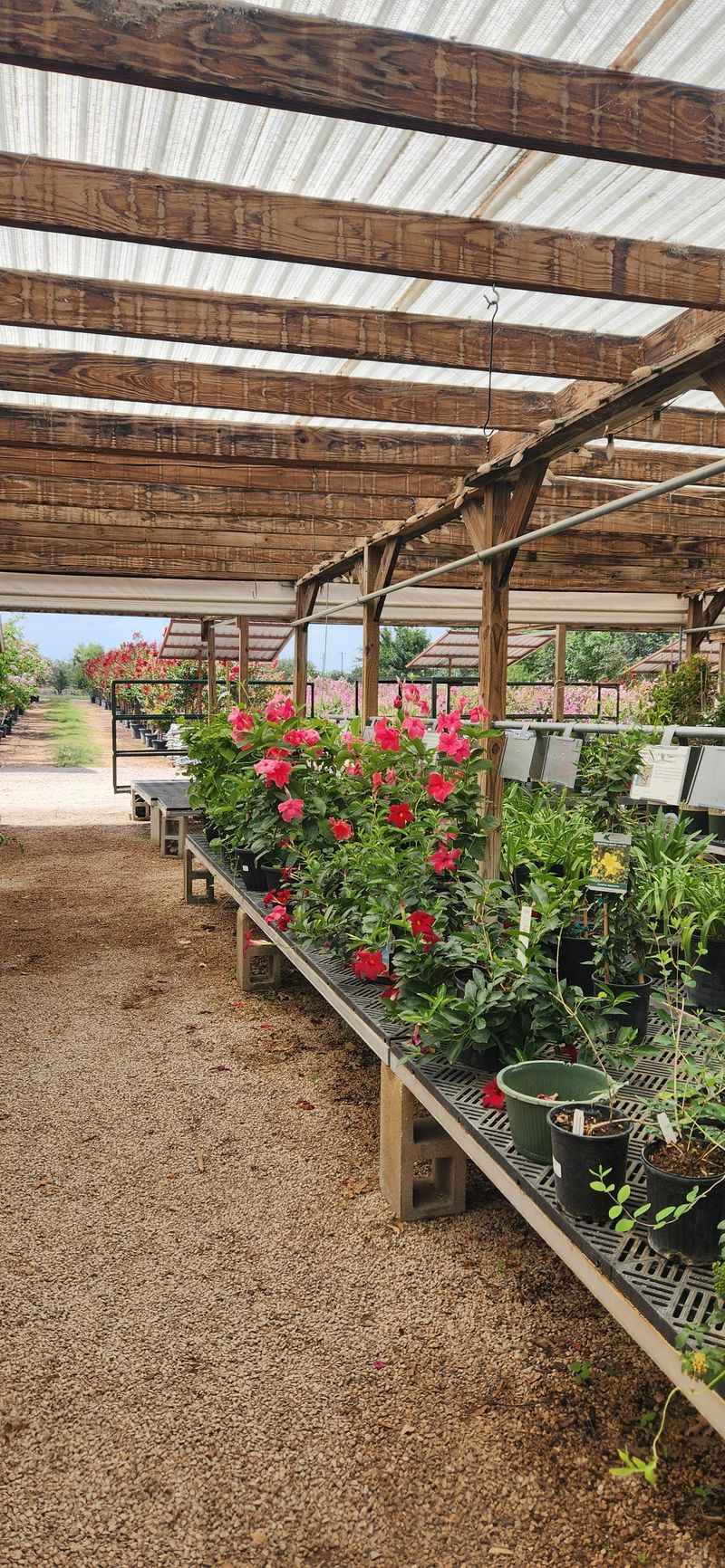 Backbone Valley Nursery Focuses On Native Plants For Sustainable Landscapes