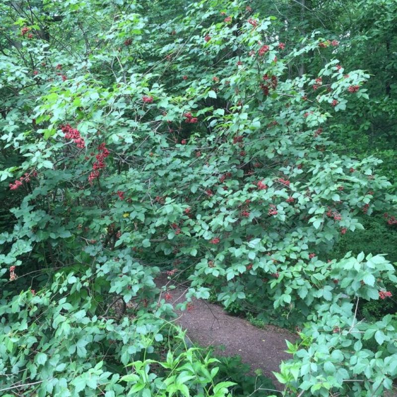 Dense Shrub Thickets