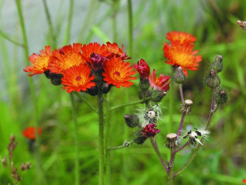 Orange Hawkweed (Hieracium Aurantiacum)