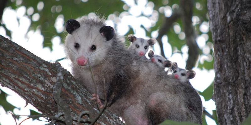 Contact Wildlife Professionals When Needed