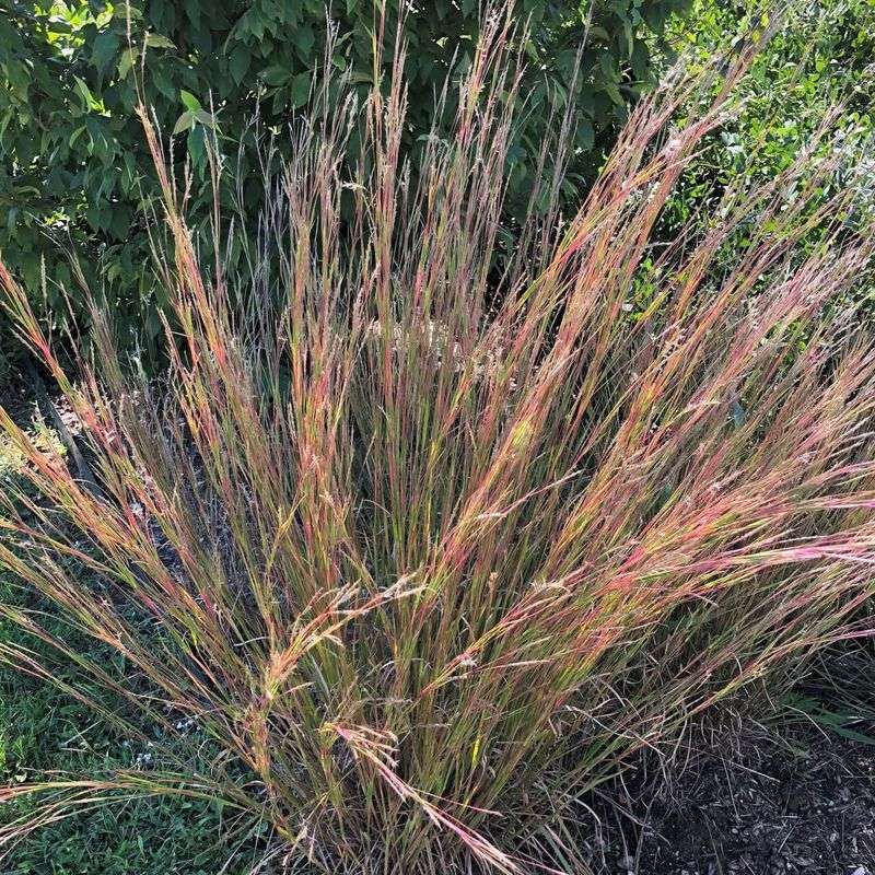 Plant Native Grasses For Insulation
