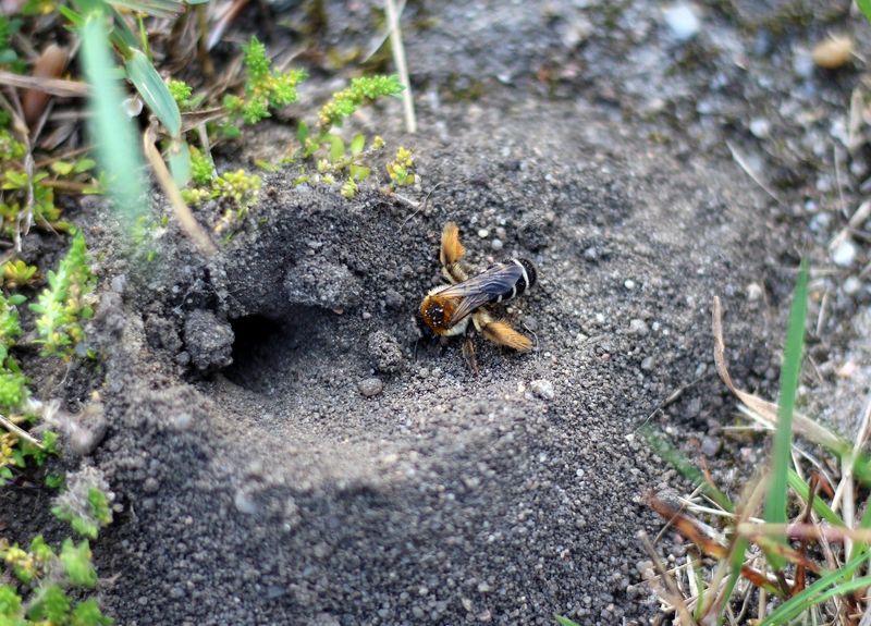 Provide Undisturbed Soil For Ground-Nesting Bees