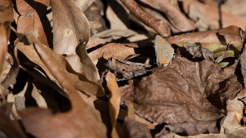 Create Brush Piles for Overwintering Insects