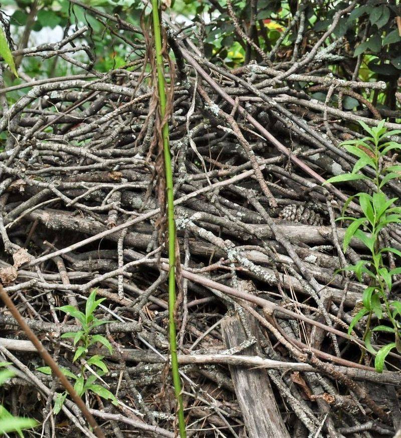 Create Brush Piles For Overwintering Insects