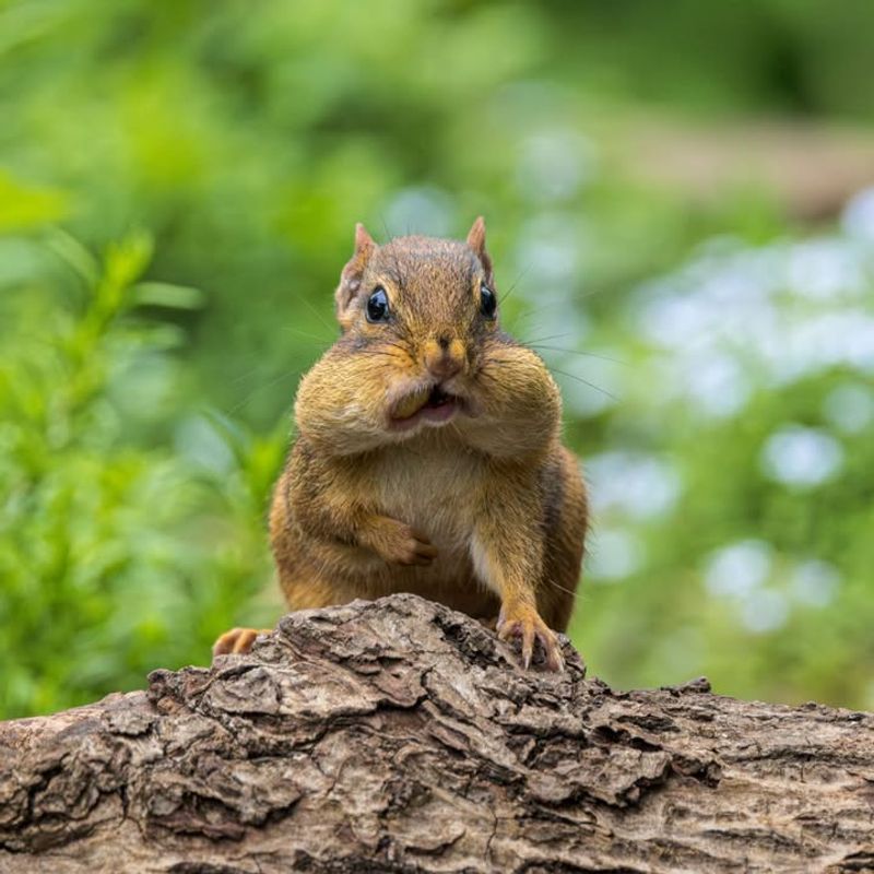 Support Wildlife All Year, Not Just In Summer