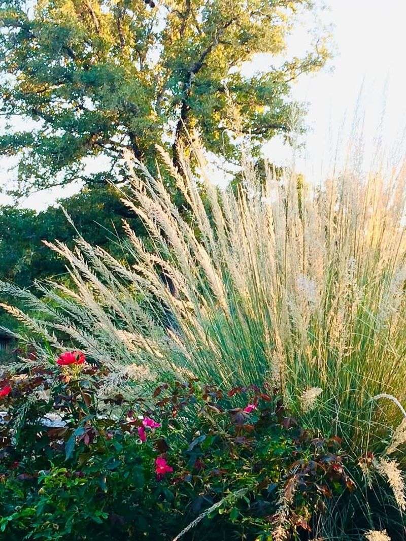 Plant Native Grasses For Nesting Material