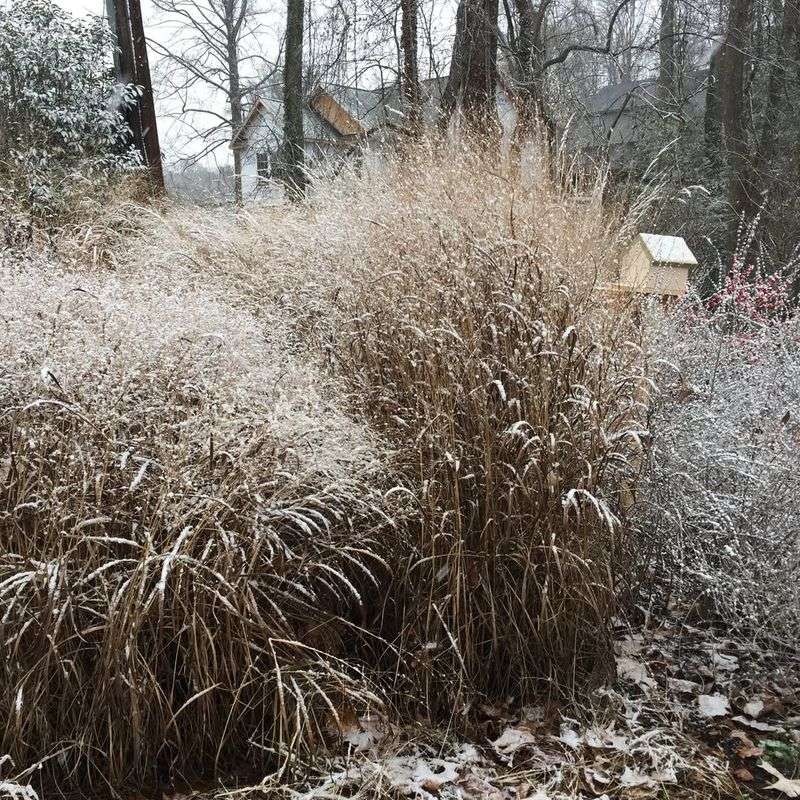 Plant Native Grasses For Cover And Nesting