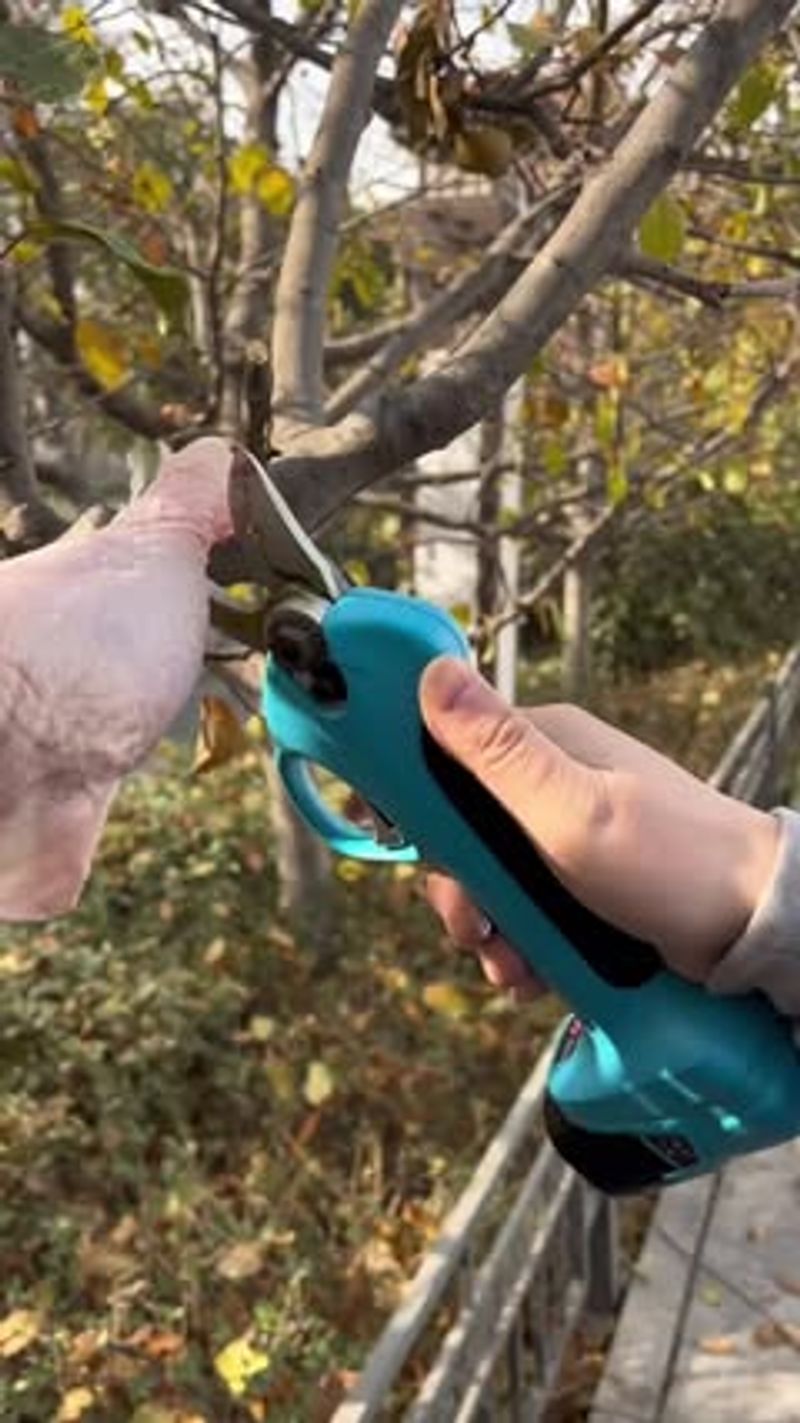 You May Trim Overhanging Branches&mdash;But Only To The Property Line