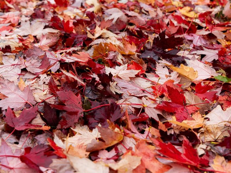 When A Tree Becomes A Legal Hazard