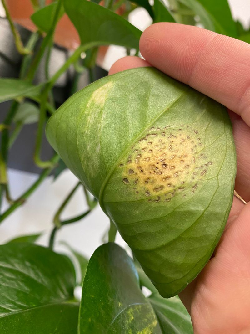 Black Or Brown Spots Developing On Foliage