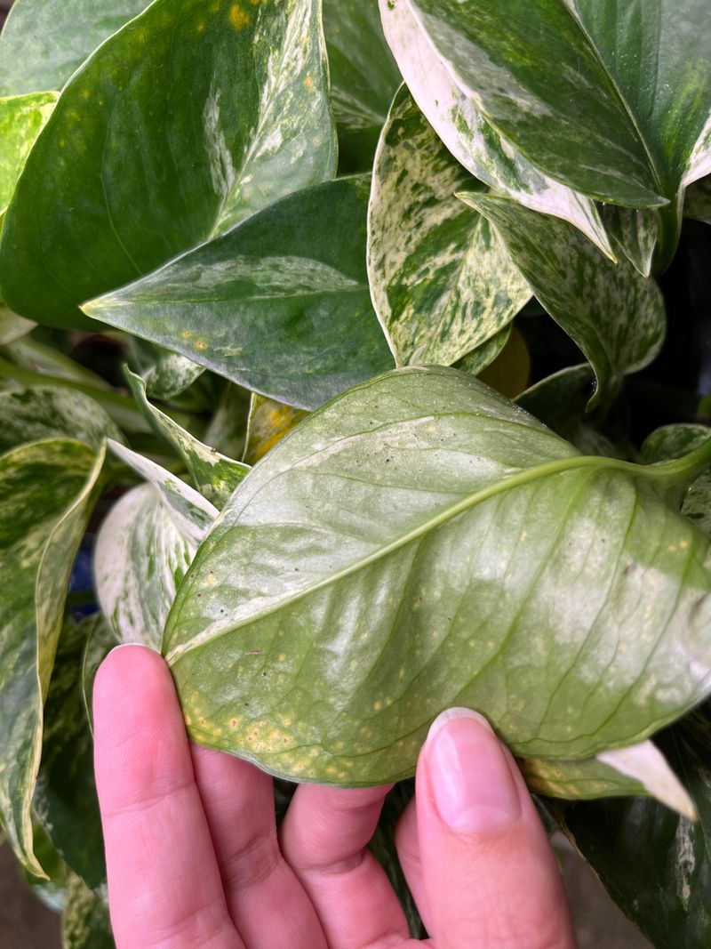Pests Like Spider Mites Or Mealybugs Appearing