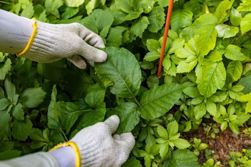 Urushiol Is The True Irritant Behind The Rash