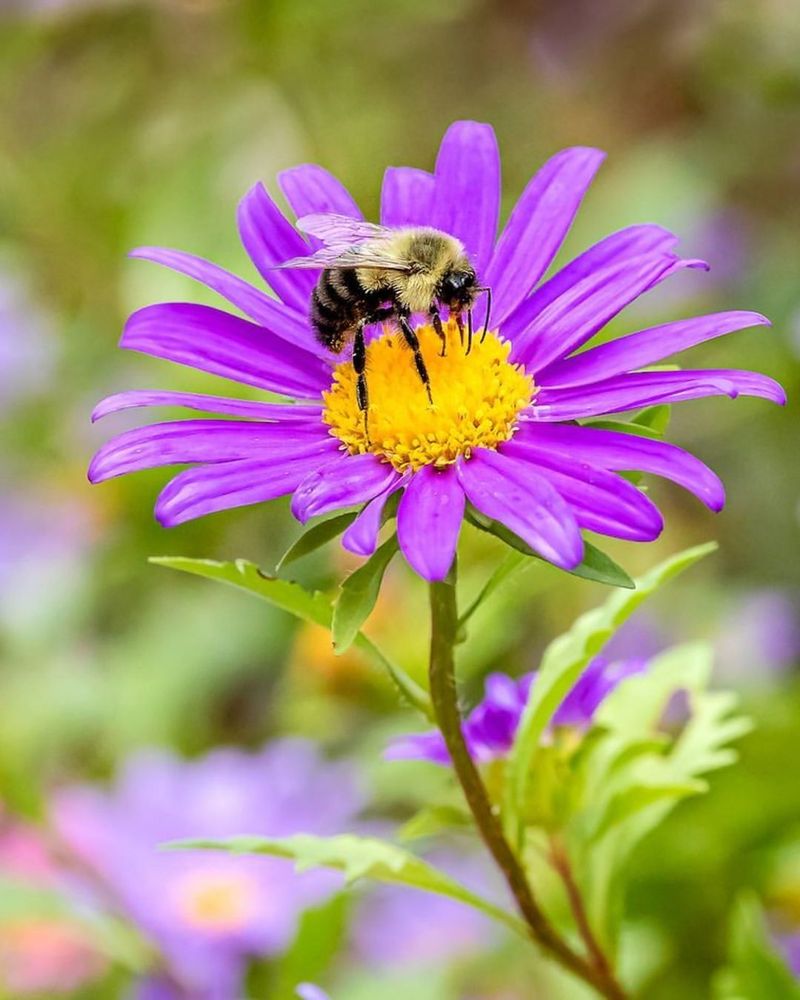 Early Cleanup Reduces Spring Pollinator Populations