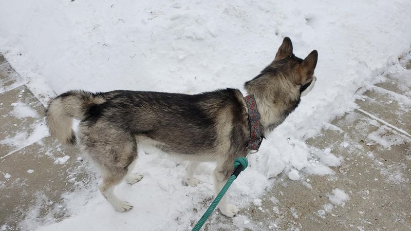 Allowing Pets To Walk On Frozen Or Salted Surfaces