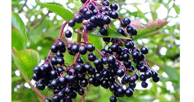 Planting Berry-Producing Shrubs and Trees
