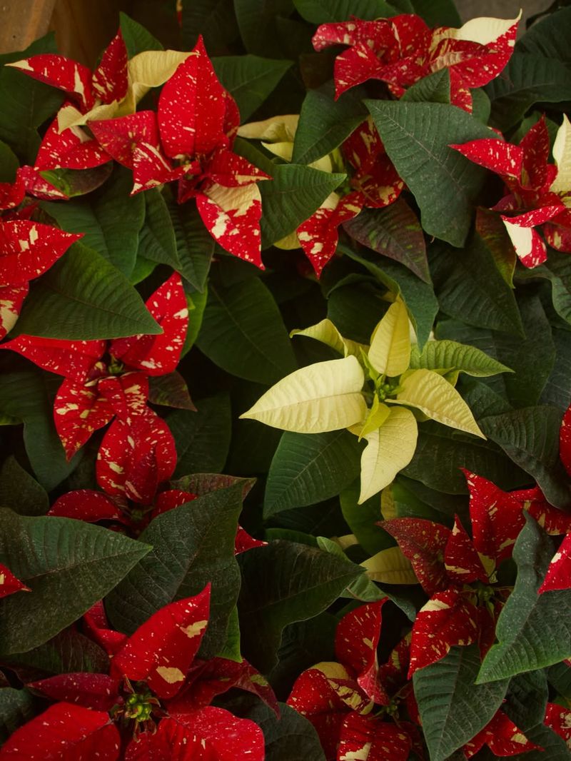 Using Too Little Light In Colorado's Short Winter Days