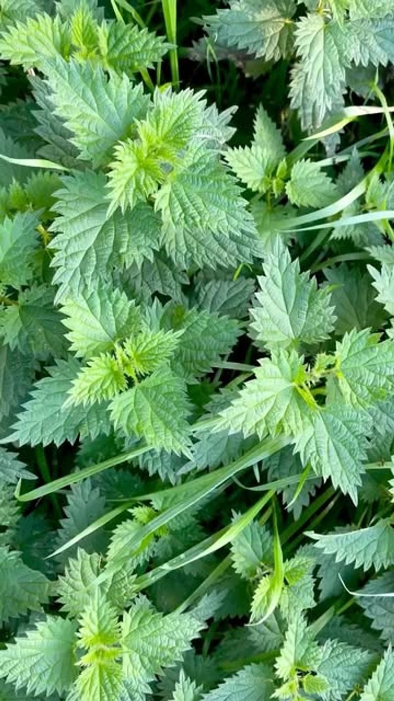 Nettle (Urtica Dioica)