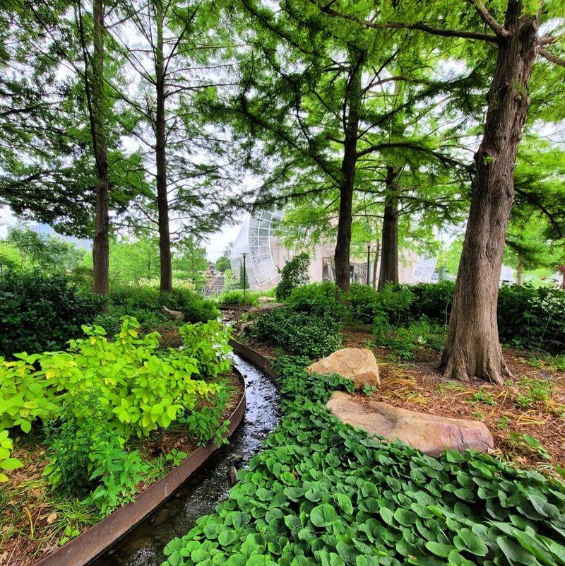 Wild Ginger Forms Lush Green Carpets