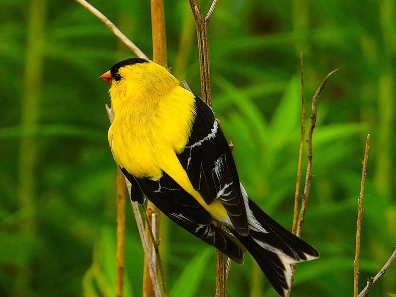 Add Tall Perching Posts And Bare Branches Near Feeding Areas