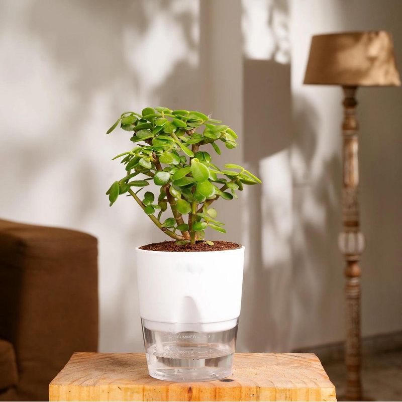 Master The Art Of Strategic Watering