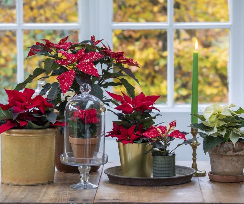 Placing Poinsettias Near Drafty Windows Or Doors