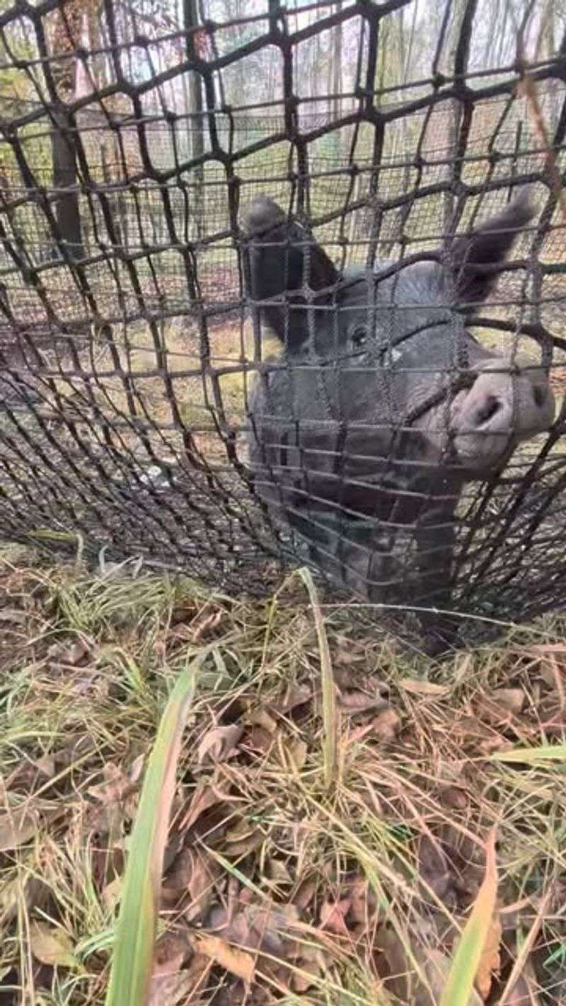Trying To Trap Or Contain The Hog Yourself