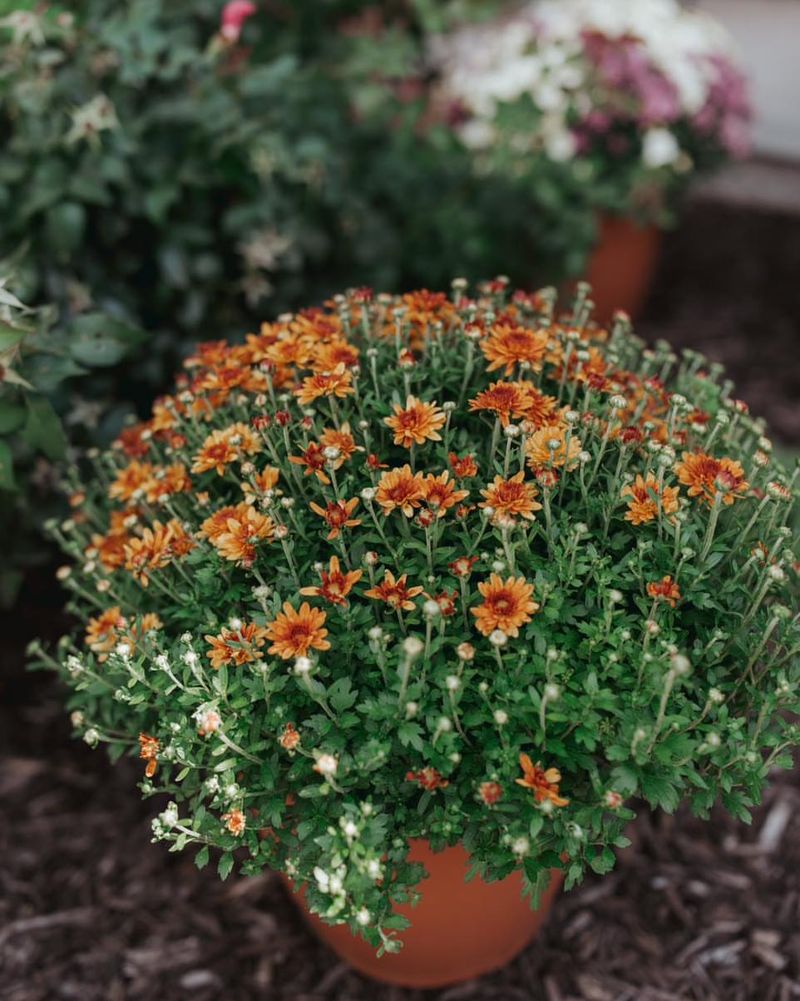 Overwatering During Cool, Cloudy Weather