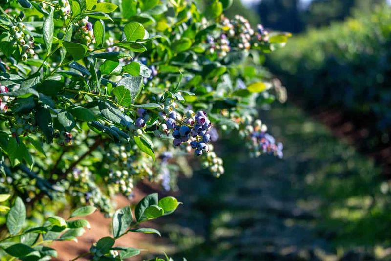 Blueberries And Pine Trees Or Acid-Loving Shrubs