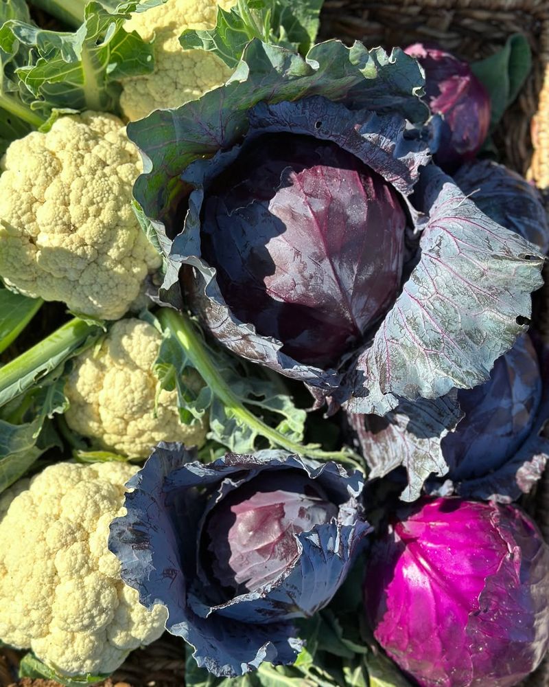 Brassicas Appreciate Chamomile And Dill Nearby