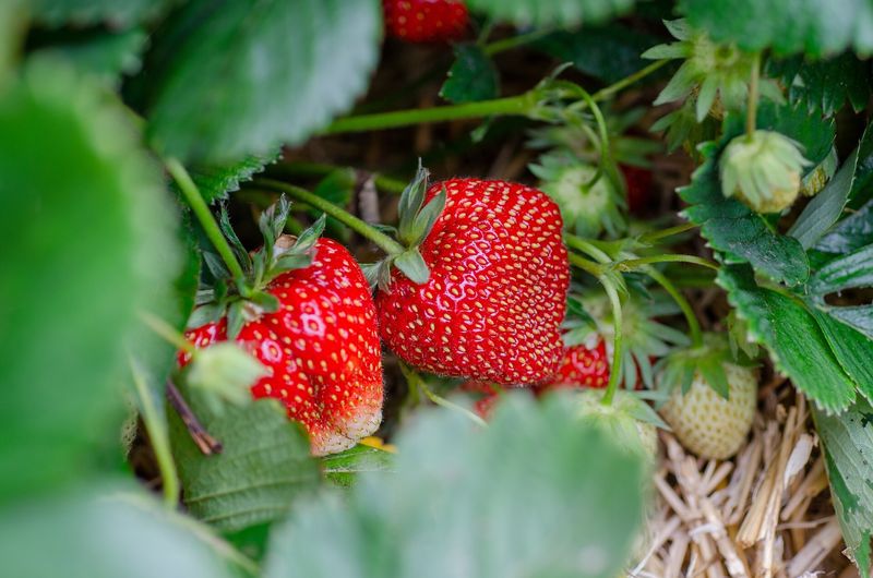 Strawberries With Borage