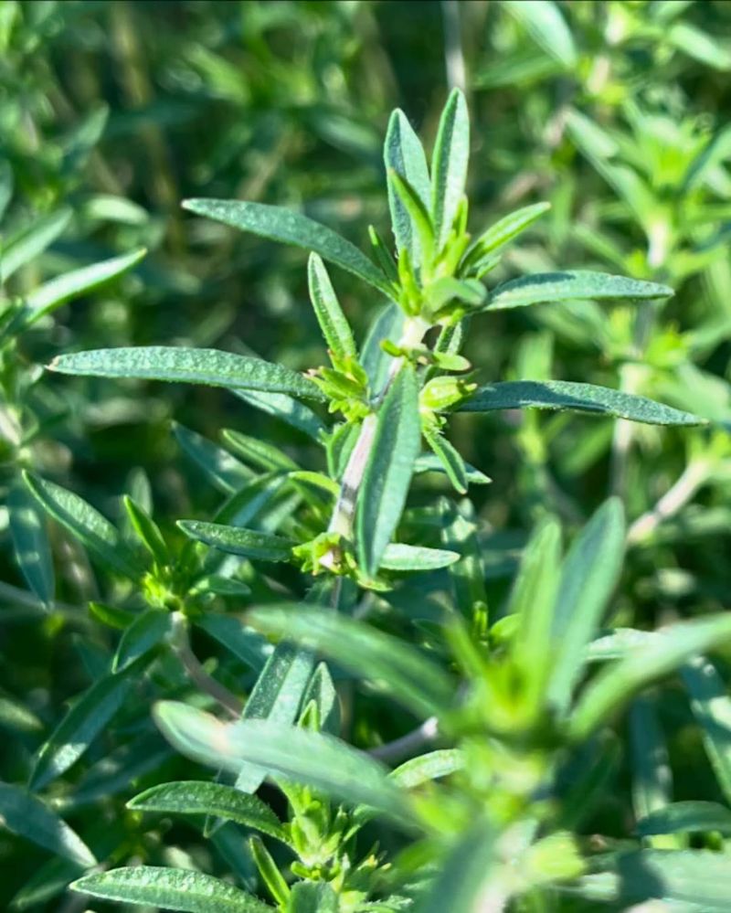Beans with Rosemary and Summer Savory