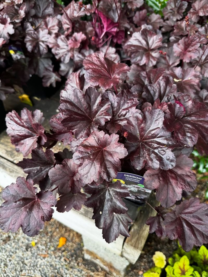 Heuchera 'Obsidian'